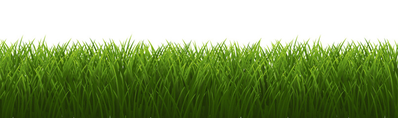 Fototapeta premium Green Grass Isolated And WhiteBackground