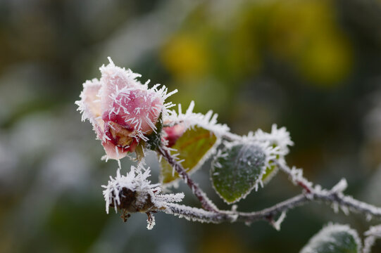 Close-up of Rosa &lsquo;New Dawn&rsquo; climbing rose with soft light-pink petals covered in delicate ice crystals and rime. Elegant winter garden scene showing frozen beauty, pastel tones, and botanical contrast
