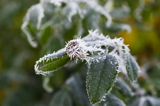 Close-up of Rosa &lsquo;New Dawn&rsquo; climbing rose with soft light-pink petals covered in delicate ice crystals and rime. Elegant winter garden scene showing frozen beauty, pastel tones, and botanical contrast