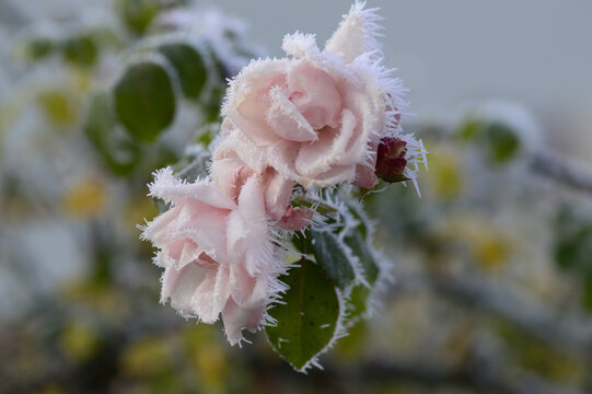 Close-up of Rosa &lsquo;New Dawn&rsquo; climbing rose with soft light-pink petals covered in delicate ice crystals and rime. Elegant winter garden scene showing frozen beauty, pastel tones, and botanical contrast