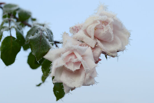 Close-up of Rosa &lsquo;New Dawn&rsquo; climbing rose with soft light-pink petals covered in delicate ice crystals and rime. Elegant winter garden scene showing frozen beauty, pastel tones, and botanical contrast
