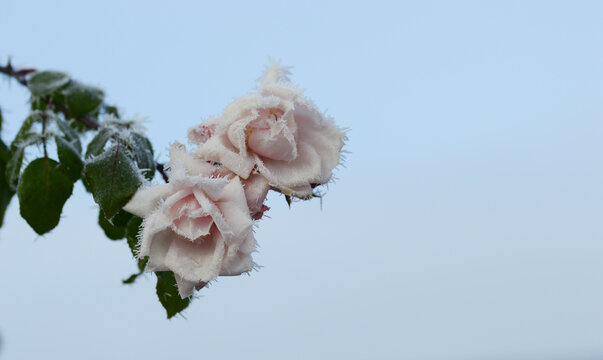 Close-up of Rosa &lsquo;New Dawn&rsquo; climbing rose with soft light-pink petals covered in delicate ice crystals and rime. Elegant winter garden scene showing frozen beauty, pastel tones, and botanical contrast