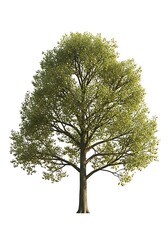 Obraz premium Isolated Tree on White, Oak, Green Leaves, Nature, Environment, Summer, Clipping Path
