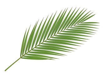 Obraz premium Palm Leaf Isolated on White Background Tropical Green Foliage