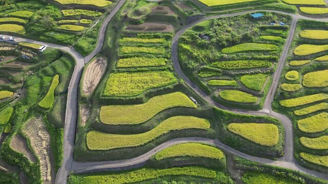 Rizi&egrave;res en terrasses d&rsquo;Obasute au Japon, vastes cultures de riz vertes en &eacute;tages entre montagnes sous un beau temps, paysage agricole traditionnel et rural