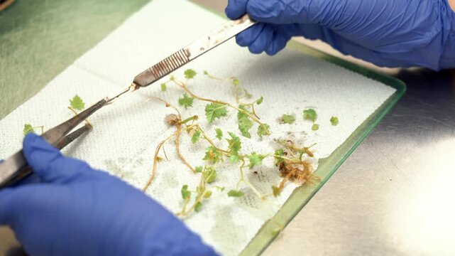 The laboratory assistant cuts sprouts for experiments