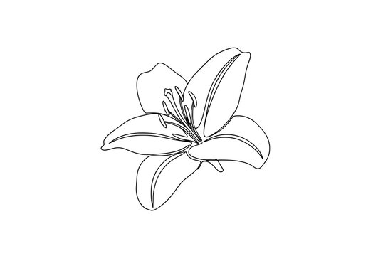 Minimal continuous line art blooming lily flower side view modern vector illustration