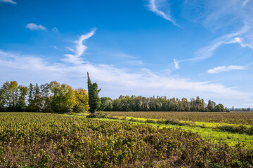 Ivy covered dead tree in open agricultural landscape under blue sky