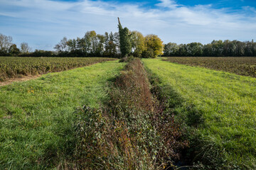Dead tree covered with ivy in agricultural countryside