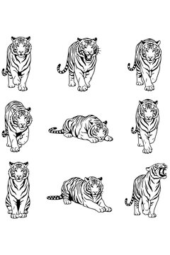 tiger on a white background,
Wild Tigers Vector Design on White Background