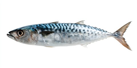 Side view of a spanish mackerel with distinct blue patterns on white background