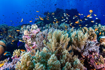 Obraz premium Colorful Coral Reef With Tropical Fish In Red Sea