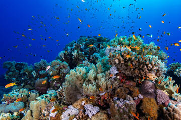 Fototapeta premium Colorful Coral Reef With Tropical Fish In Red Sea