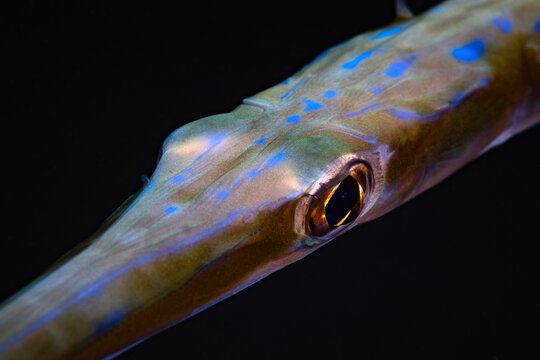 Extreme macro close-up of bluespotted cornetfish with black background