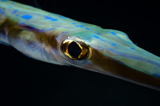 Extreme macro close-up of bluespotted cornetfish with black background