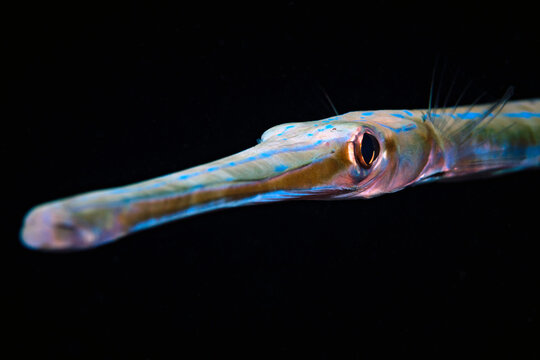 Extreme macro close-up of bluespotted cornetfish with black background