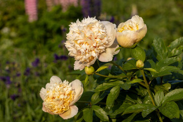 Fototapeta premium Blooming Quitzin peony in the garden