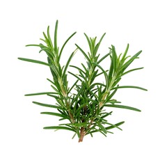 Obraz premium Fresh Rosemary Plant Isolated on White Background, Woody Herb with Needle-Like Leaves for Aromatic Cooking and Herbal Cuisine Concept