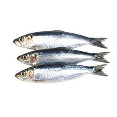 Obraz premium Fresh Sardine Fish with Silver Scales Isolated on White Background for Seafood Object and Traditional Cuisine Concept
