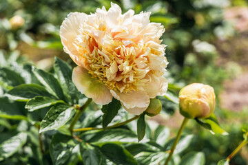 Blooming Quitzin peony in the garden © Olga Seyfutdinova 