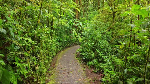 Scenic path winding through monteverde cloud forest