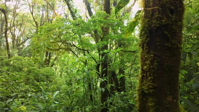 Lush green monteverde cloud forest in costa rica