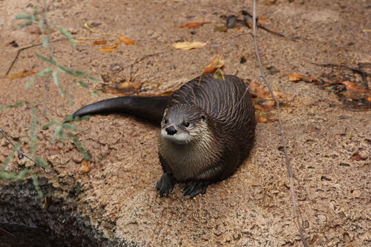 A North American river otter at a local zoo