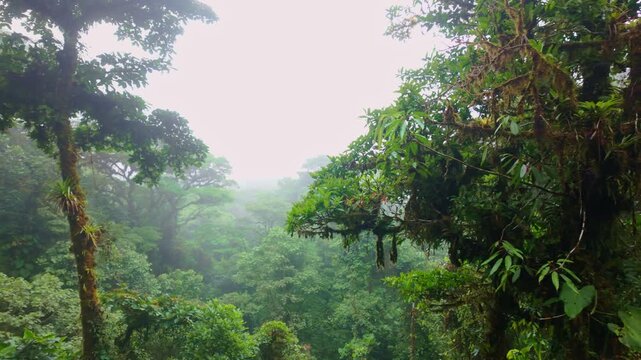 Misty jungle in monteverde cloud forest costa rica