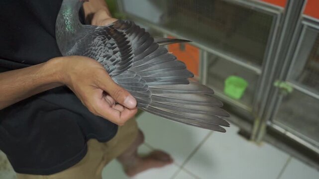 High Angle Close Up of Dark Racing Pigeon Wing Texture and Anatomy