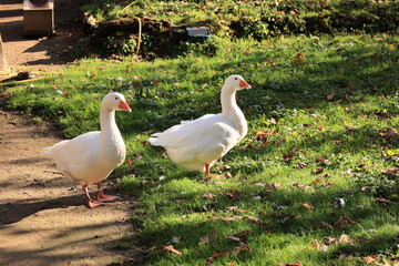 Obraz premium Sonniger Herbsttagb in einem Hammer Tierpark 