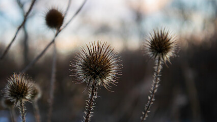 thistle in the wind
