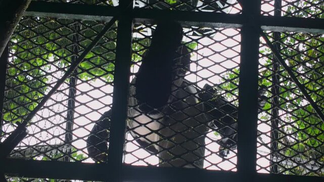 Person walking on a metal grate hanging bridge in monteverde