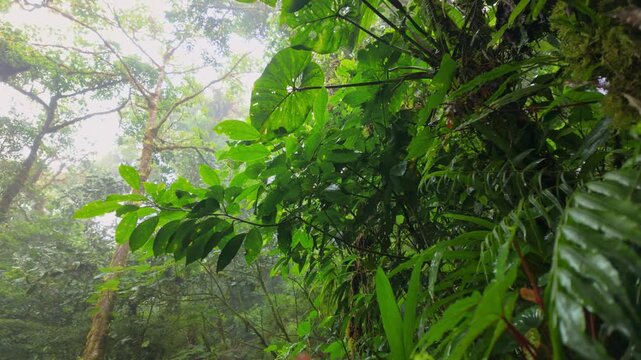 Lush green vegetation in monteverde cloud forest