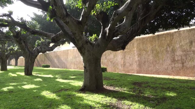 Rabat, Morocco Banyan trees along the picturesque Av. Yacoub Al Mansour in downtown. 