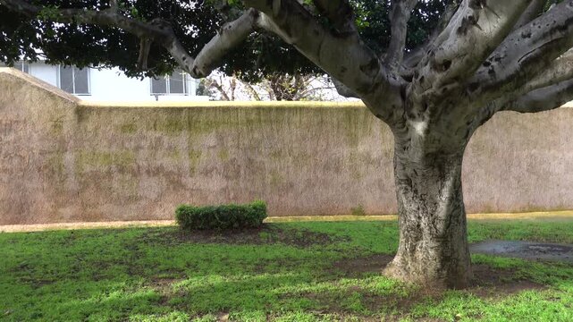 Rabat, Morocco Banyan trees along the picturesque Av. Yacoub Al Mansour in downtown. 