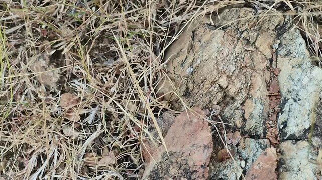 Stick insect blending into dry grass and rocky ground using natural camouflage. Demonstrates adaptation, survival skills, and insect environments