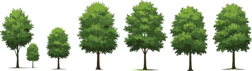 Obraz premium Realistic tall green trees with slim brown trunks and leafy canopies casting shadows, ideal for nature illustrations and design.