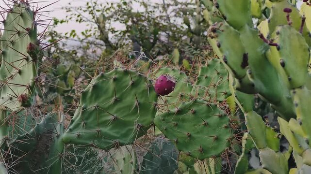 Close up of prickly pear cactus pads with ripe red fruit growing in a natural outdoor environment. Sharp spines and organic textures highlight desert plant resilience and wild growth.
