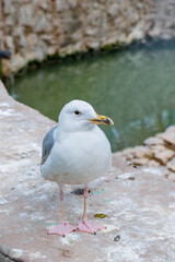 Fototapeta premium A huge white gull sits on the shore and watches. High quality photo