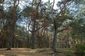 Obraz premium Tall Pine Trees in Autumn Forest