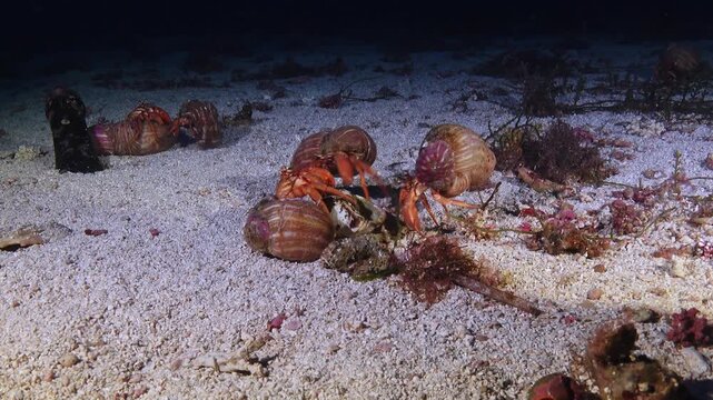 Deep underwater marine life- Hermit crabs fight over a clam on the deep seafloor - Part 2