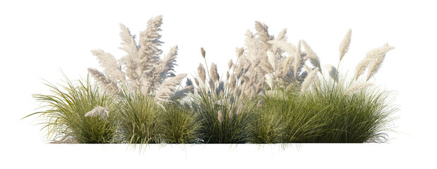 Fototapeta premium Pampas Grass Flowerbed (Cortaderia selloana Clumps, Ornamental Grass Beds) Isolated PNG on a Transparent Background Premium Nature Cutout