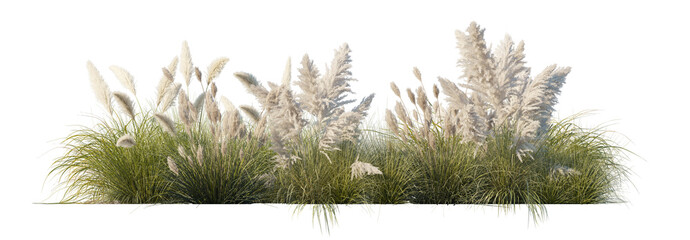 Pampas Grass Flowerbed (Cortaderia selloana Clumps, Ornamental Grass Beds) Isolated PNG on a...