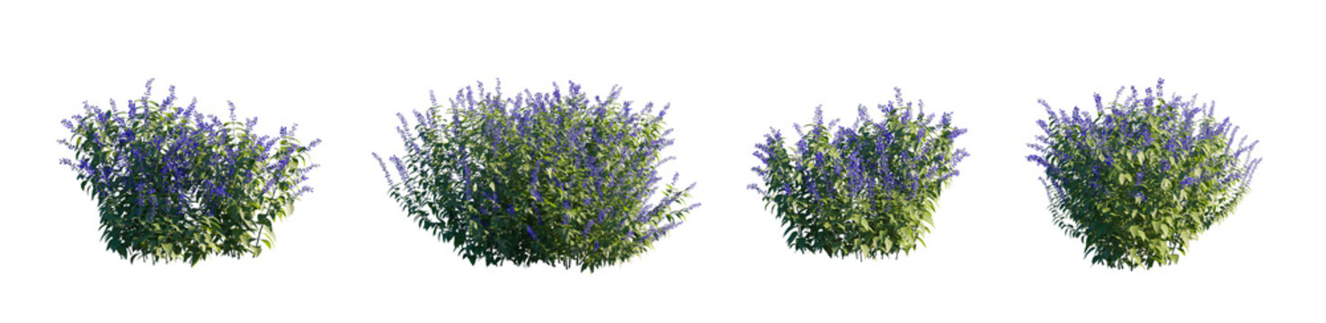 Salvia guaranitica (Anise-Scented Sage, Brazilian Sage) Isolated PNG on a Transparent Background Premium Nature Cutout