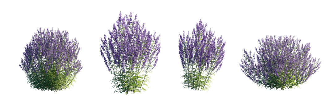 Perovskia atriplicifolia (Russian Sage, Azure Sage) Isolated PNG on a Transparent Background Premium Nature Cutout