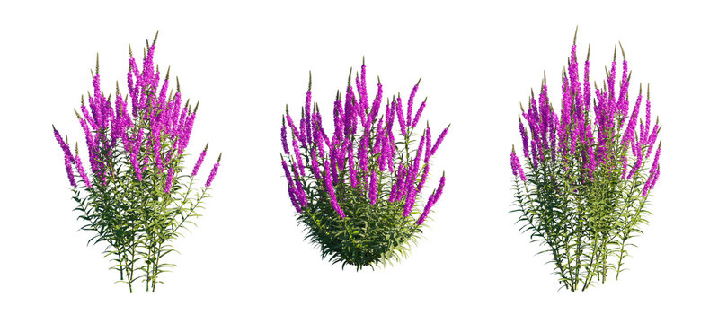 Lythrum salicaria (Purple Loosestrife, Spiked Loosestrife) Isolated PNG on a Transparent Background Premium Nature Cutout