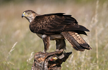 Fototapeta premium a beautiful Bonelli´s eagle in Extremadura, Spain
