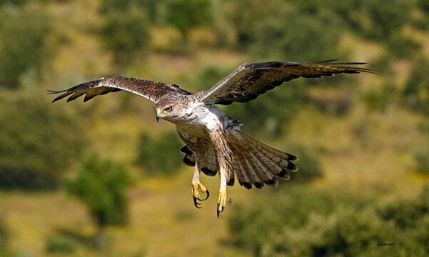 a beautiful Bonelli&acute;s eagle in Extremadura, Spain