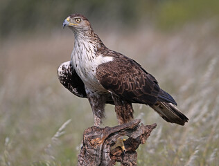 Fototapeta premium a beautiful Bonelli´s eagle in Extremadura, Spain