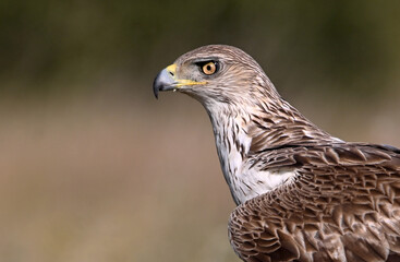 a beautiful Bonelli&acute;s eagle in Extremadura, Spain